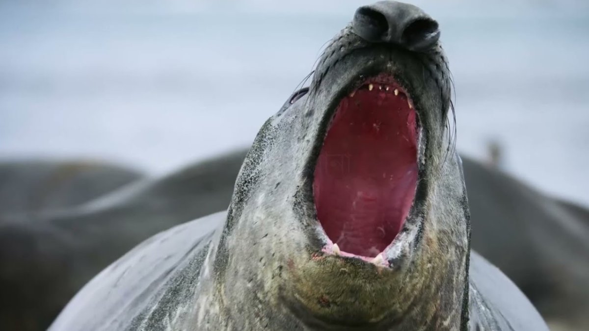 National Geographic Wild выпустили копытного