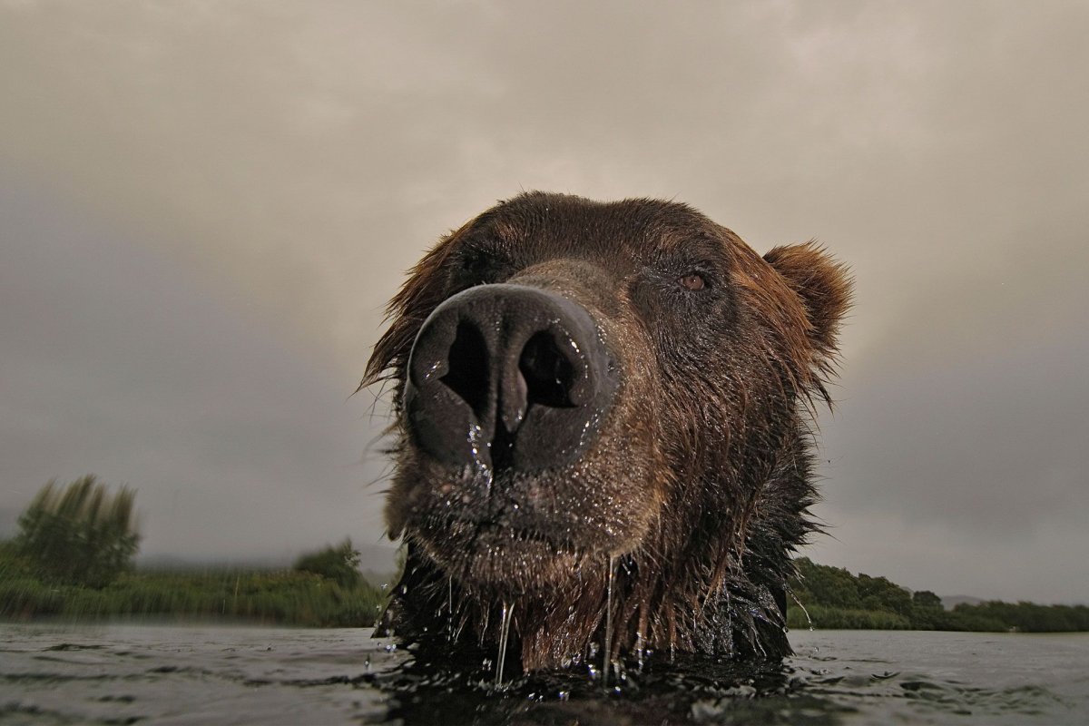 Сергей горшков фотограф медведи
