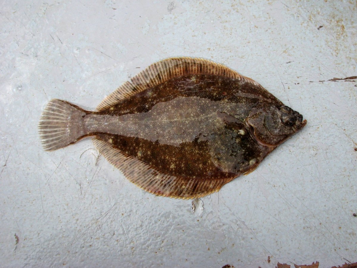 Северная двухлинейная камбала Lepidopsetta polyxystra