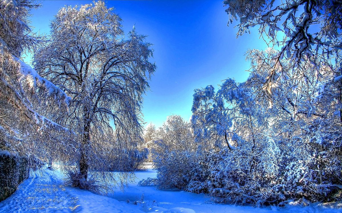 Зимняя природа