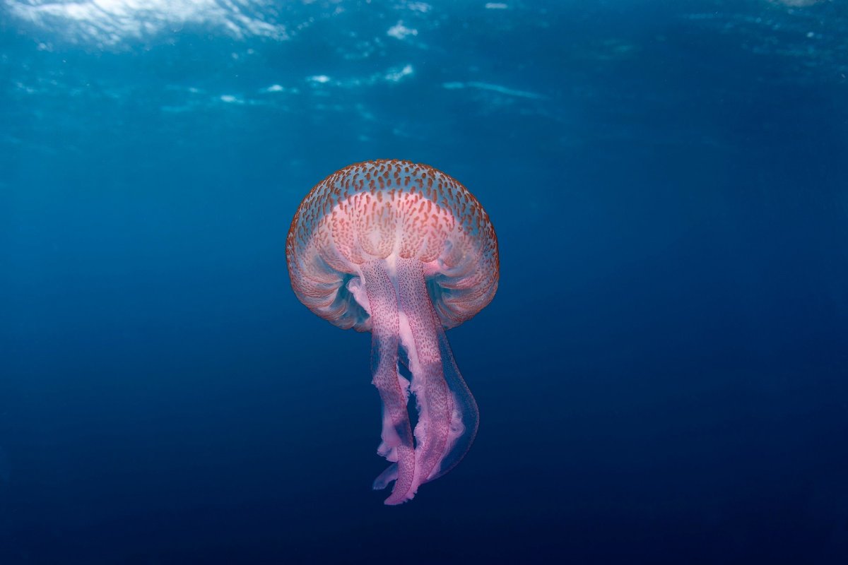 Пелагия ночесветка (Pelagia Noctiluca)