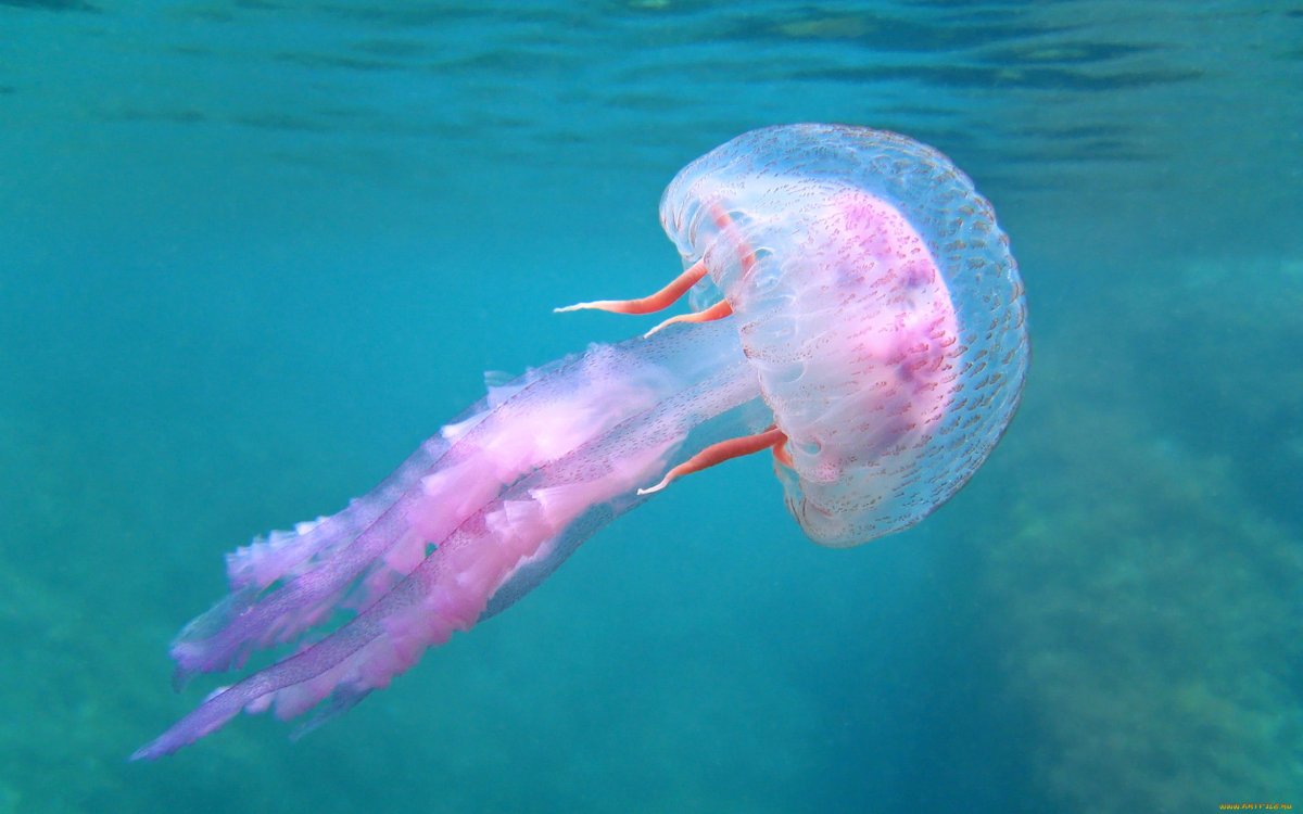 Пелагия ночесветка (Pelagia Noctiluca)
