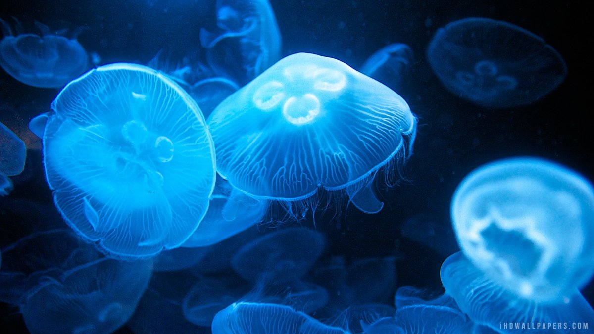 Медузы красного моря