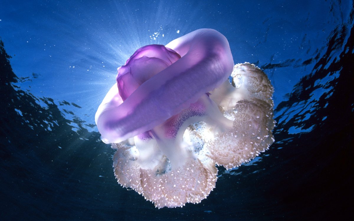 Медузы красного моря