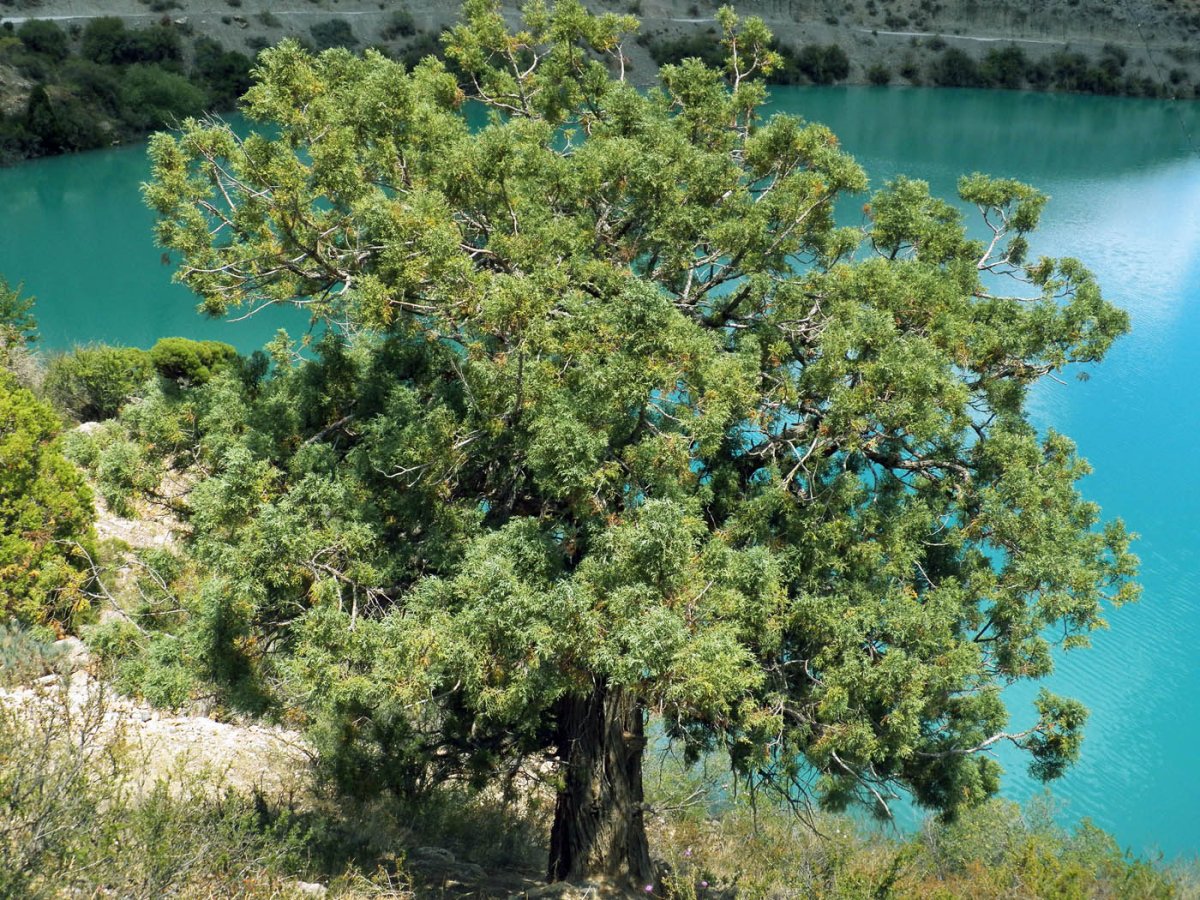Можжевельник Туркестaнский (Juniperus turkestanica)