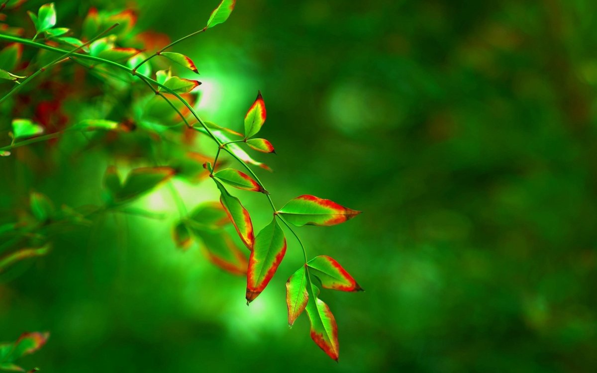 Зелень листья природа