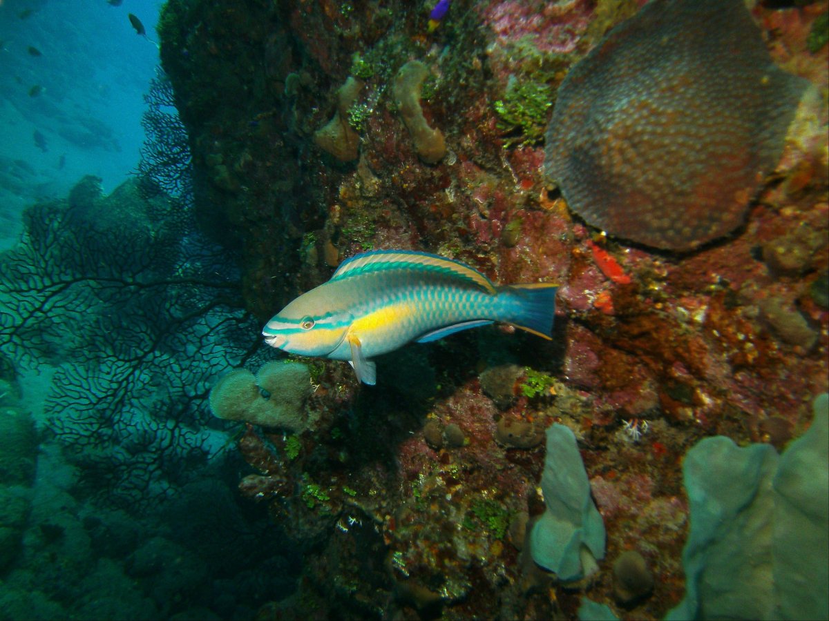 Saba National Marine Park Карибское море