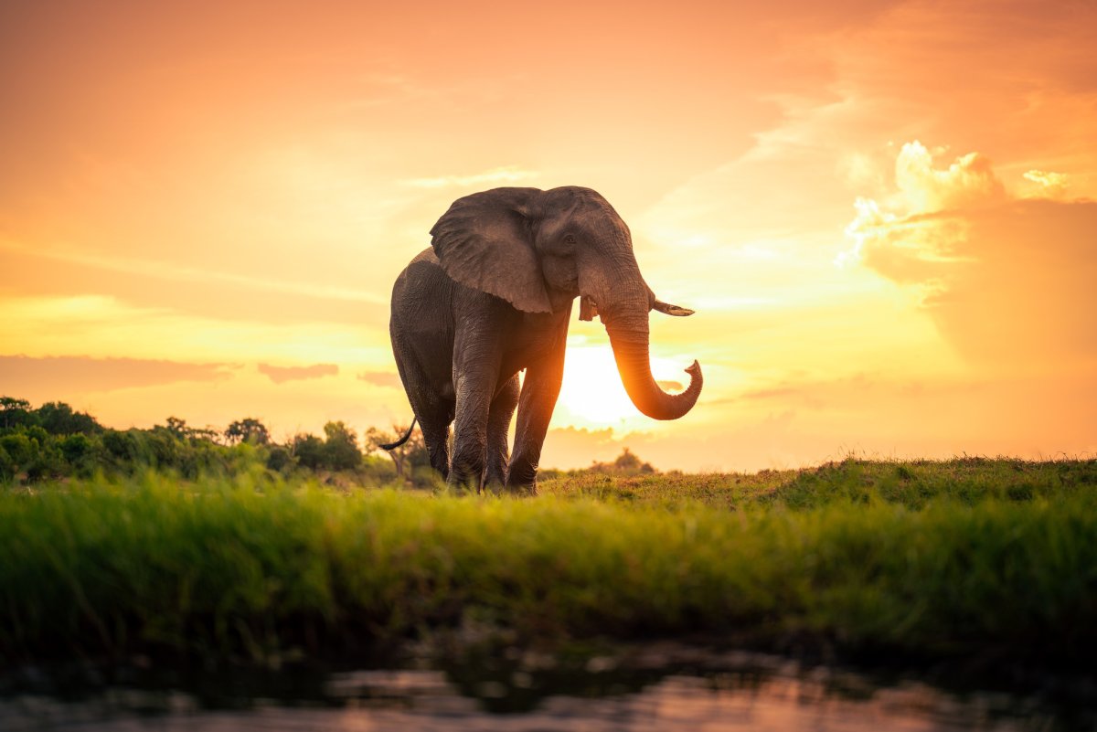 Forward Elephants