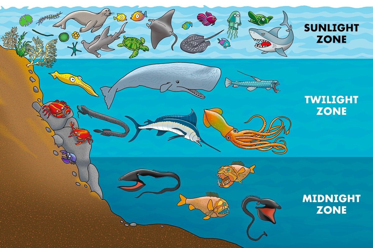 Ocean Zones for Kids