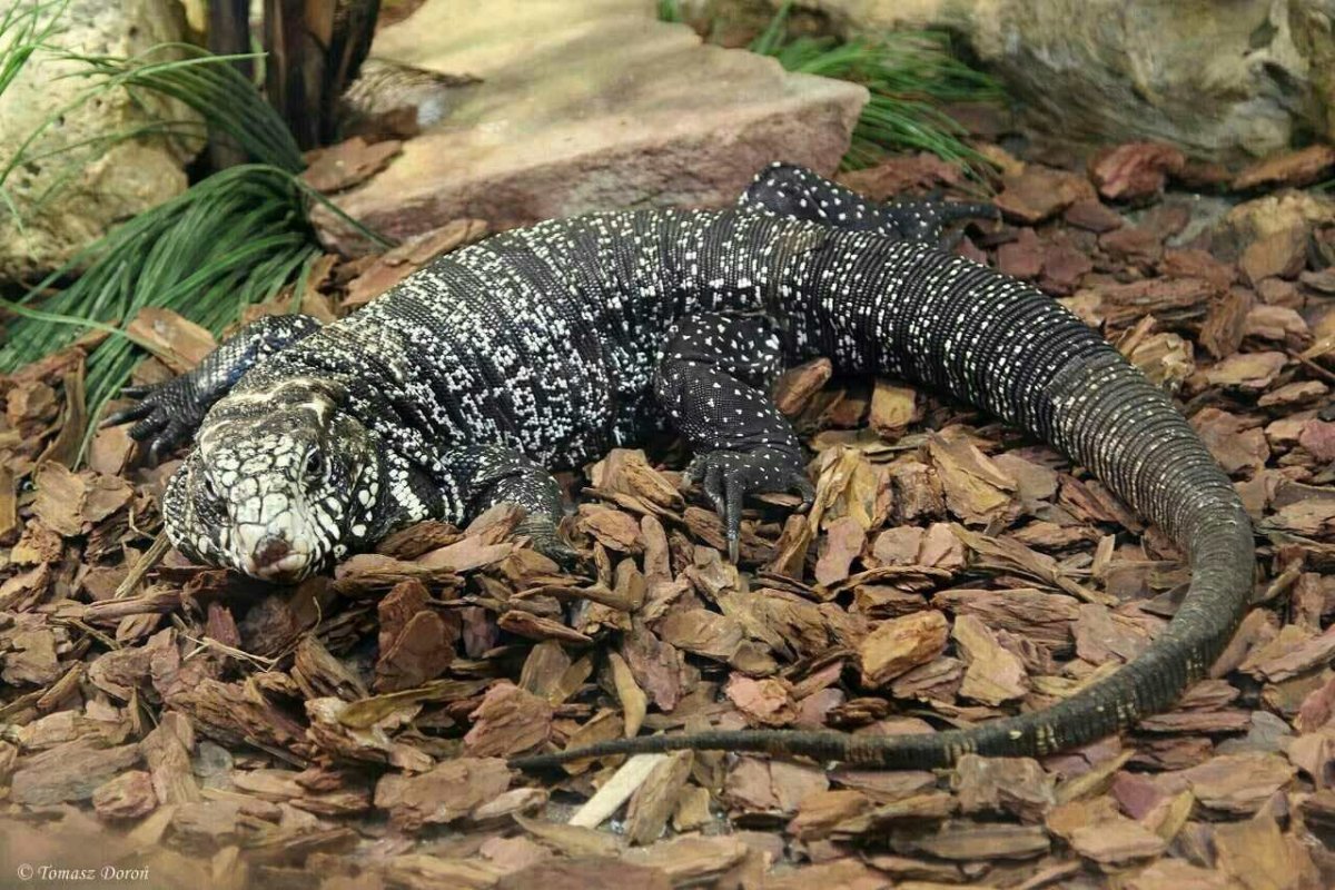 Tupinambis merianae