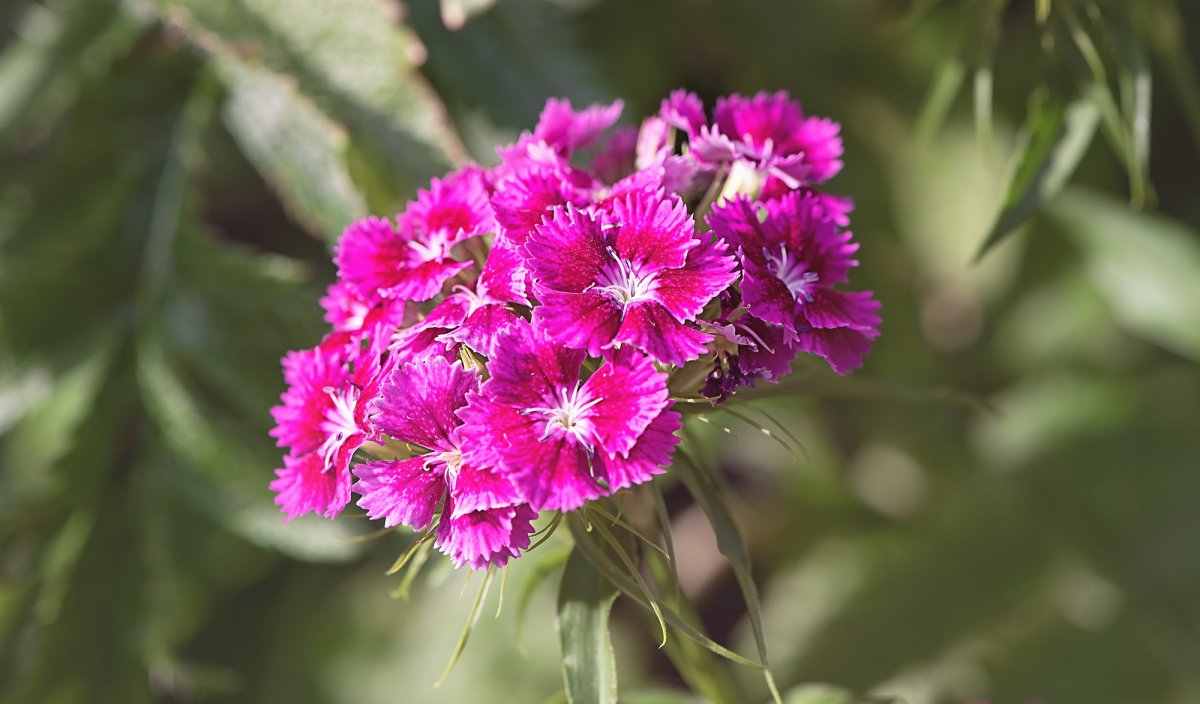 Dianthus tymphresteus