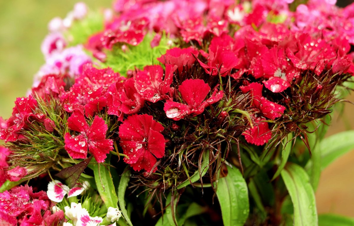 Dianthus tymphrasteus гвоздика димфрастеус