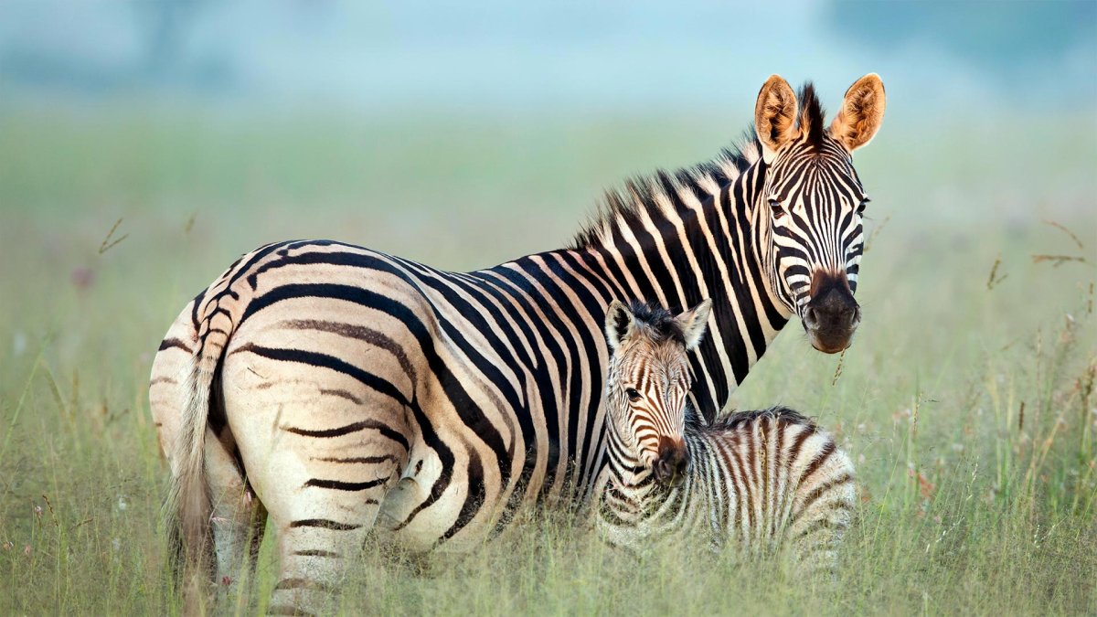 Зебра Берчелла (Equus quagga burchelii)
