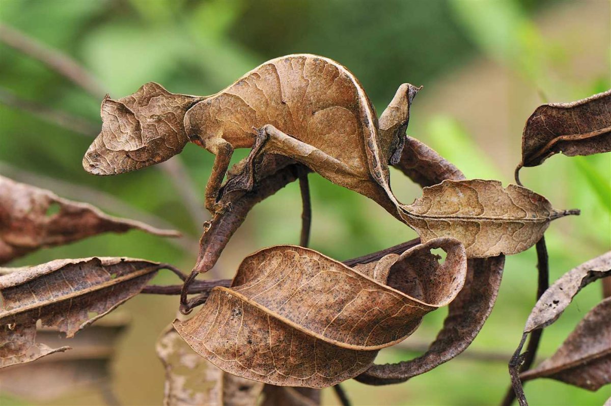 Листохвостый геккон Uroplatus phantasticus