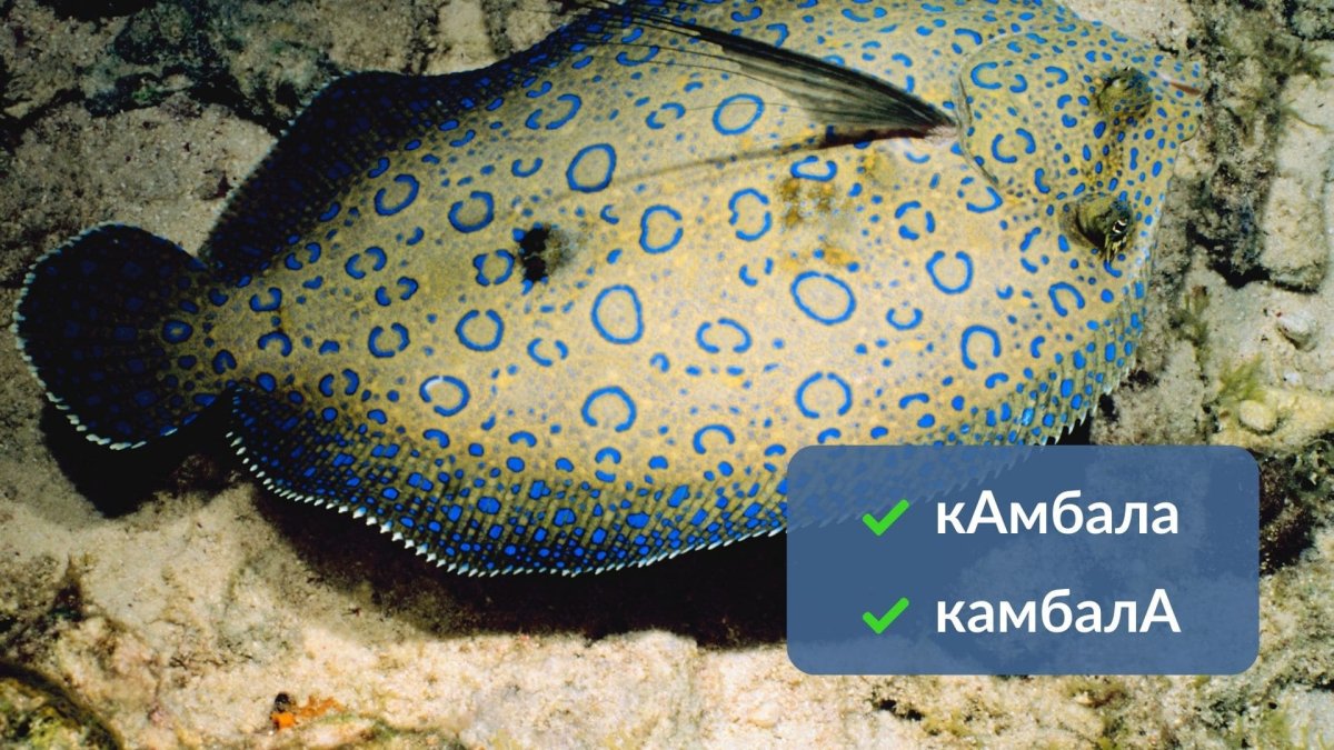Морская камбала