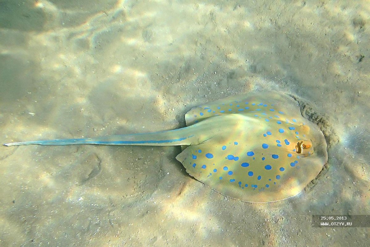 Камбала под водой