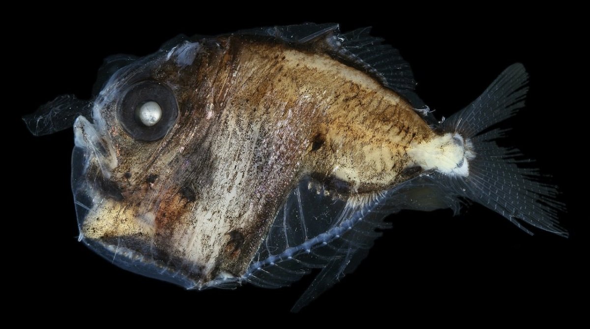 Рыба-топорик (Sternoptychidae)