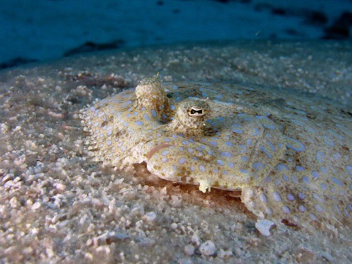 Камбала Средиземного моря