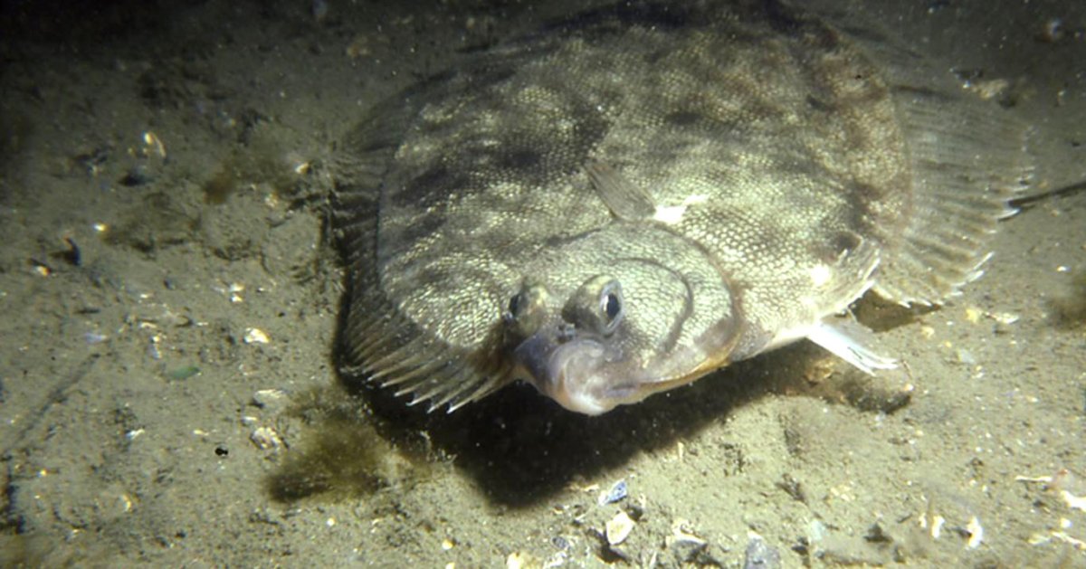 Морская камбала черное море