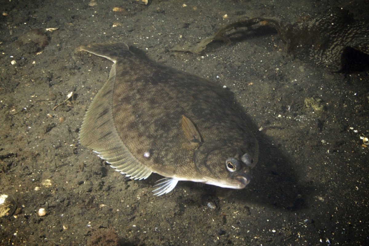 Морская рыба камбала
