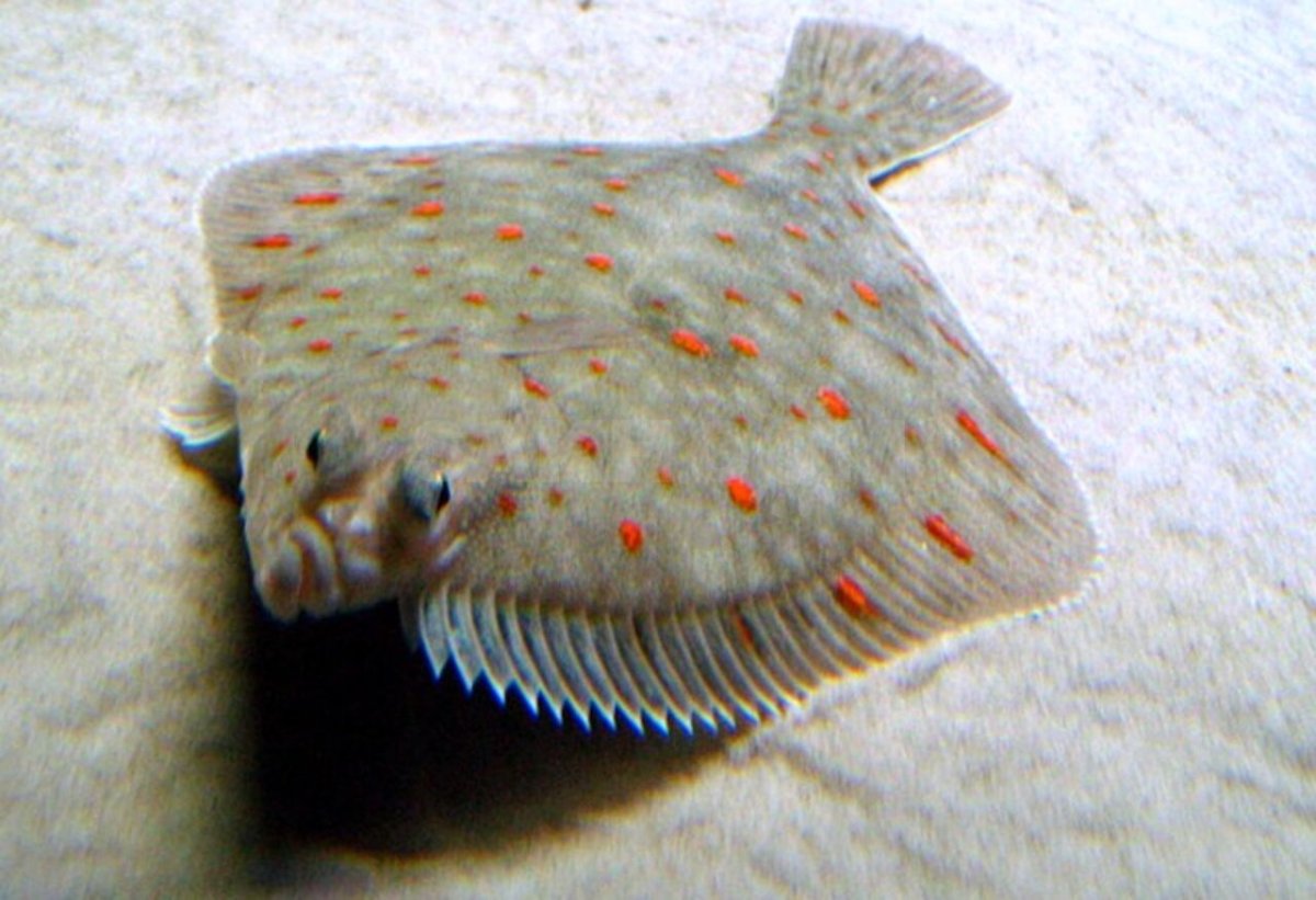 Морская камбала (pleuronectes platessa)