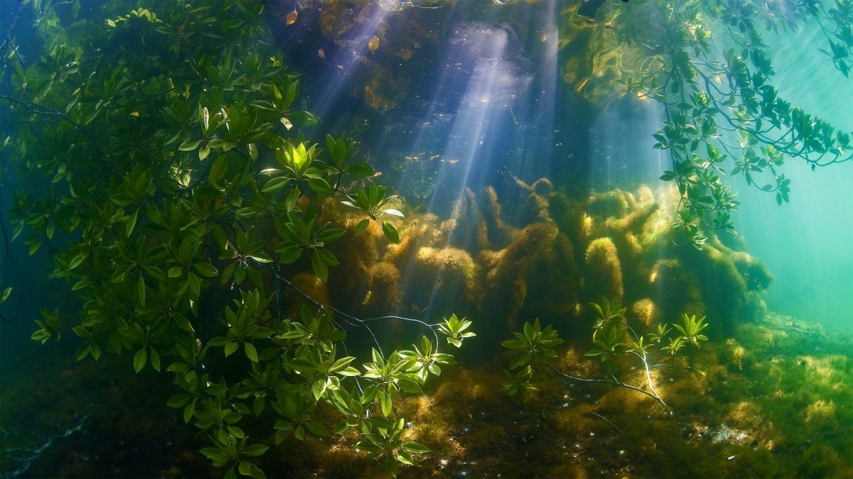 Мангровые водоросли