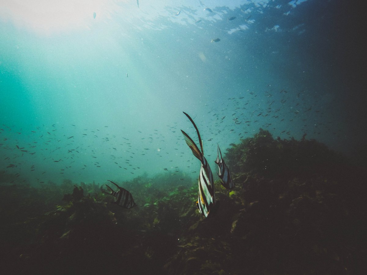 Морское дно водоросли