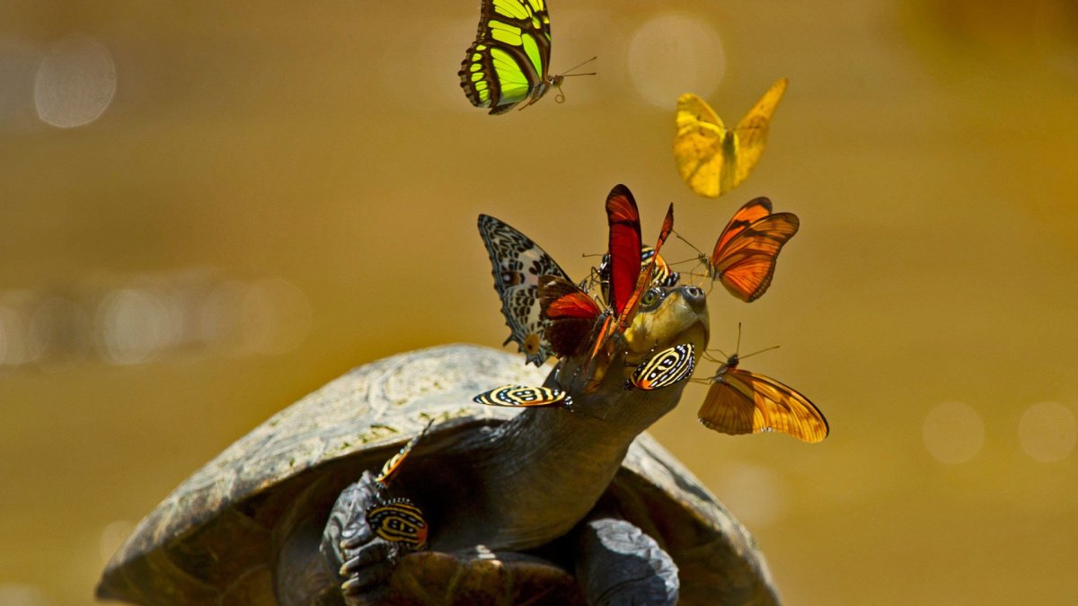 A River a Tortoise