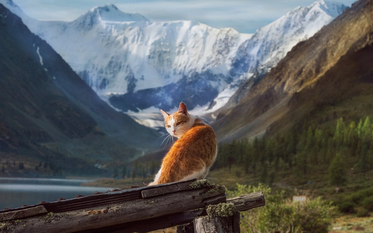 Кот в горах