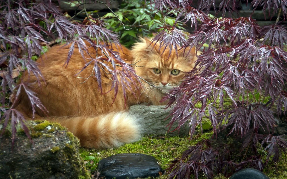 Осенний кот
