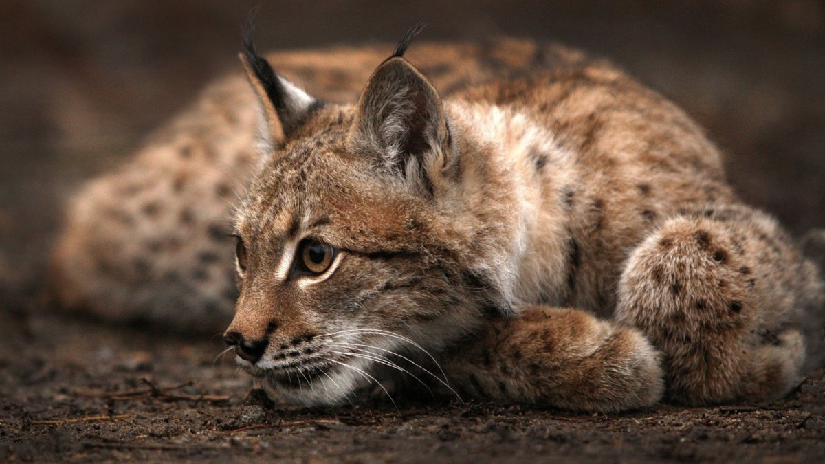 Ocelot Lynx