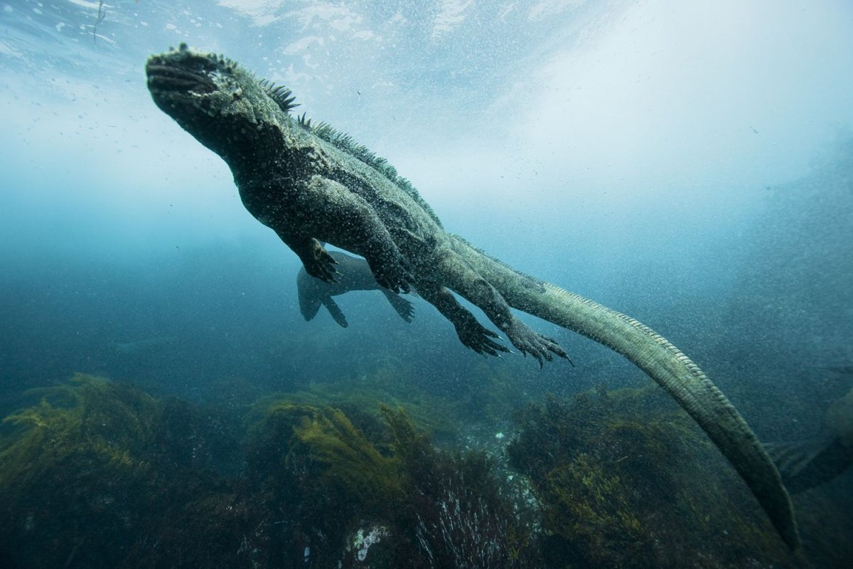 Amblyrhynchus cristatus