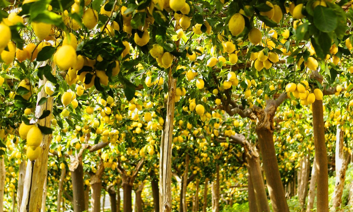 Лимоны в природе