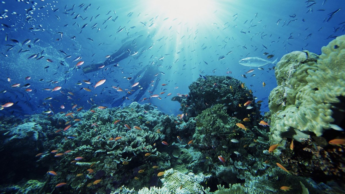 Шумы в Красном море