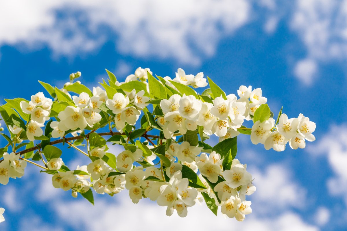 Wet Jasmine Flower HD
