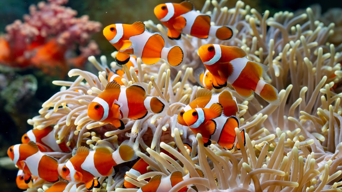 Clownfish and Anemone