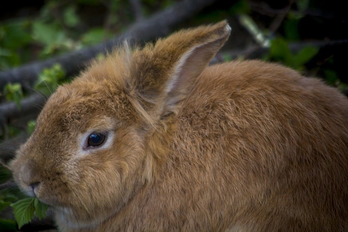 Rabbit Hide