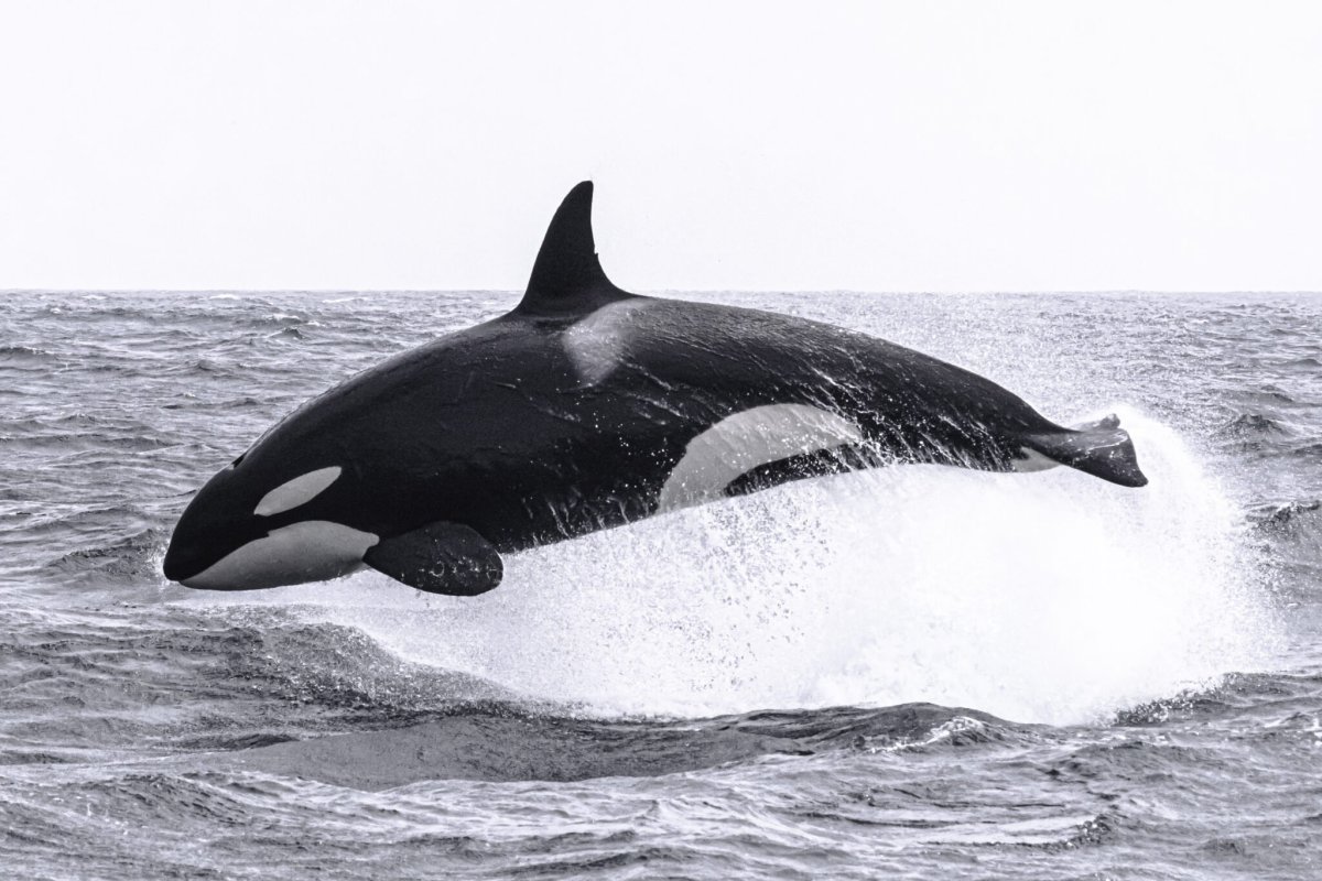 Killer Whale wa87