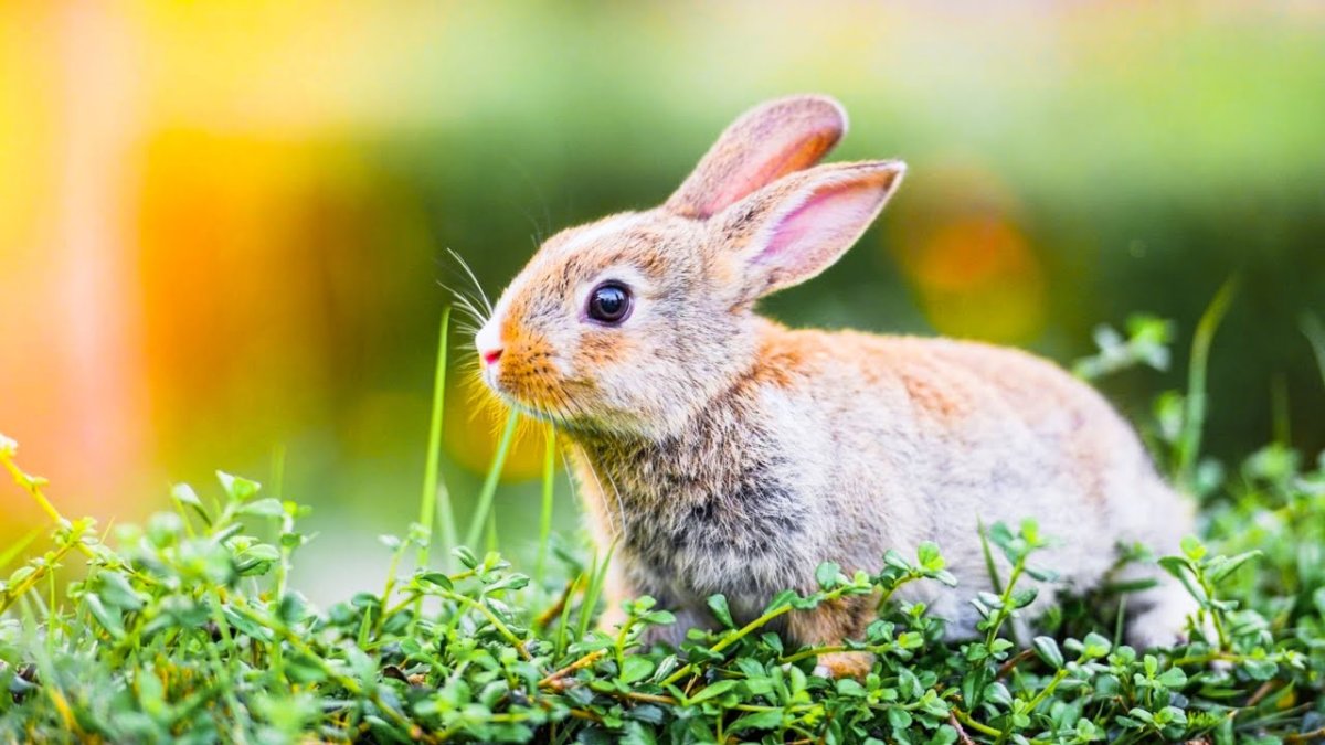 Bunny
