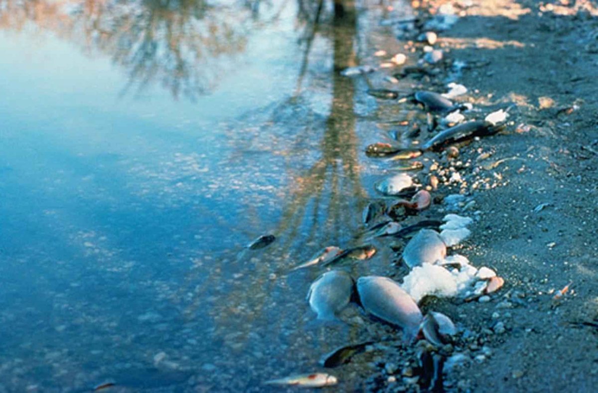 Экология воды