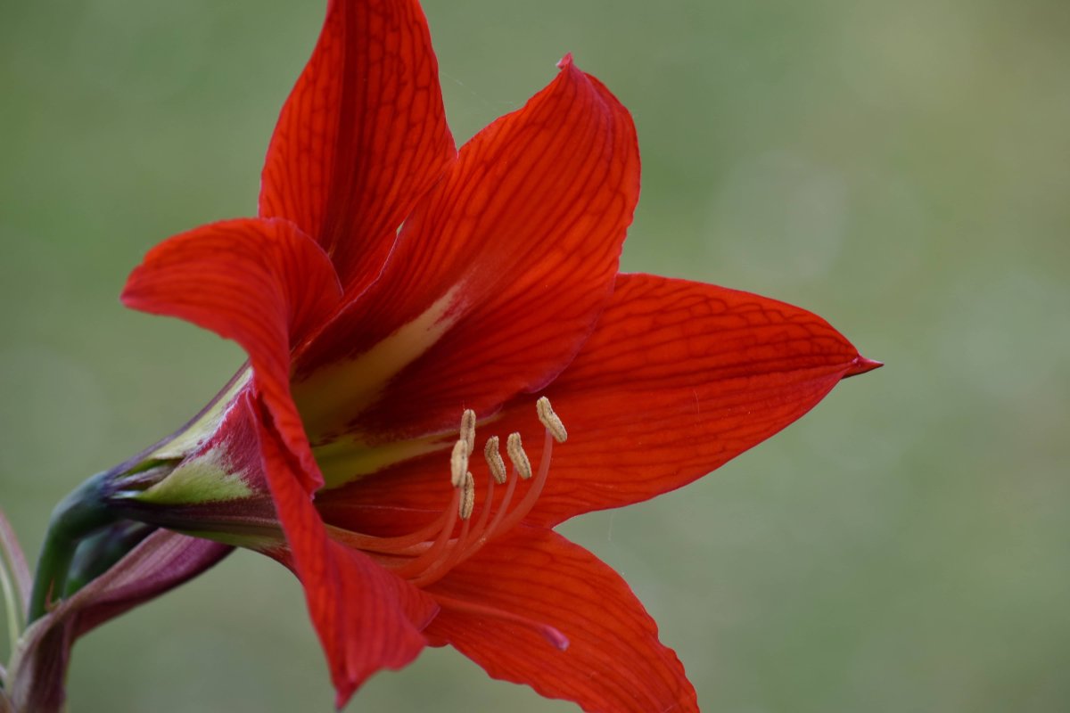 Цветок, Amaryllis, пестик