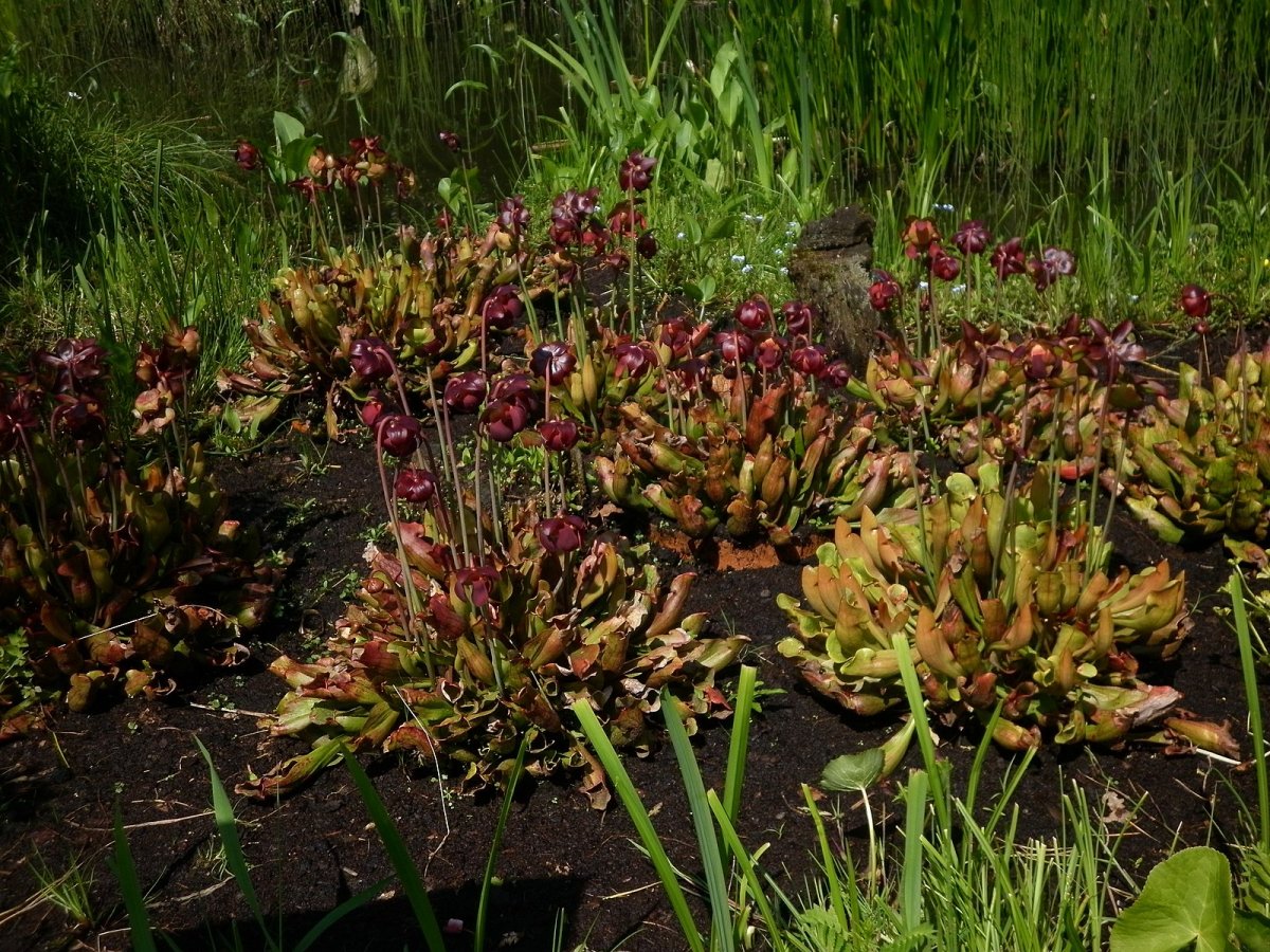 Sarracenia purpurea черный фон