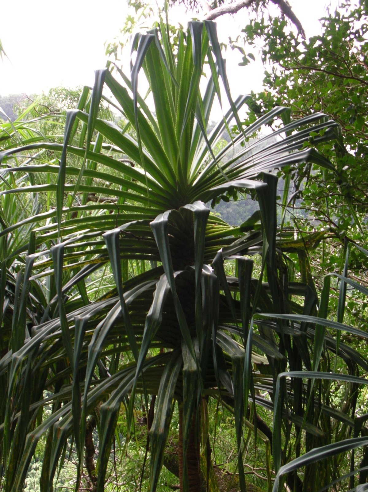 Pandanus tectorius