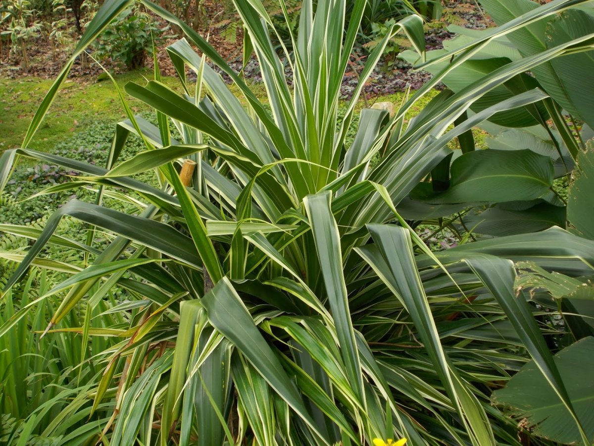 Pandanus tectorius