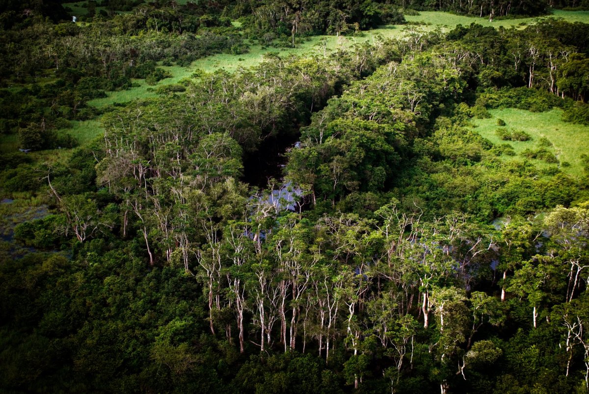 Congo basin Forests