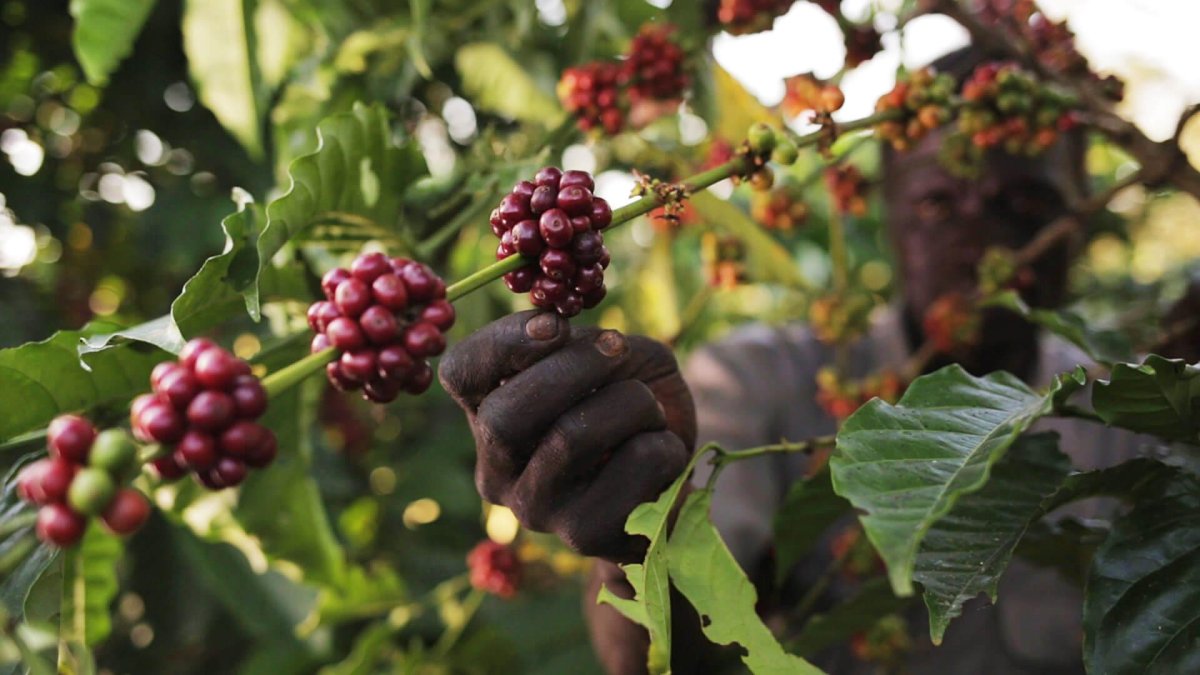 Кофейное дерево (Coffea)