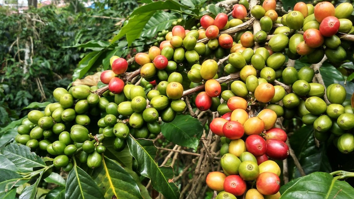Кофейное дерево (Coffea)