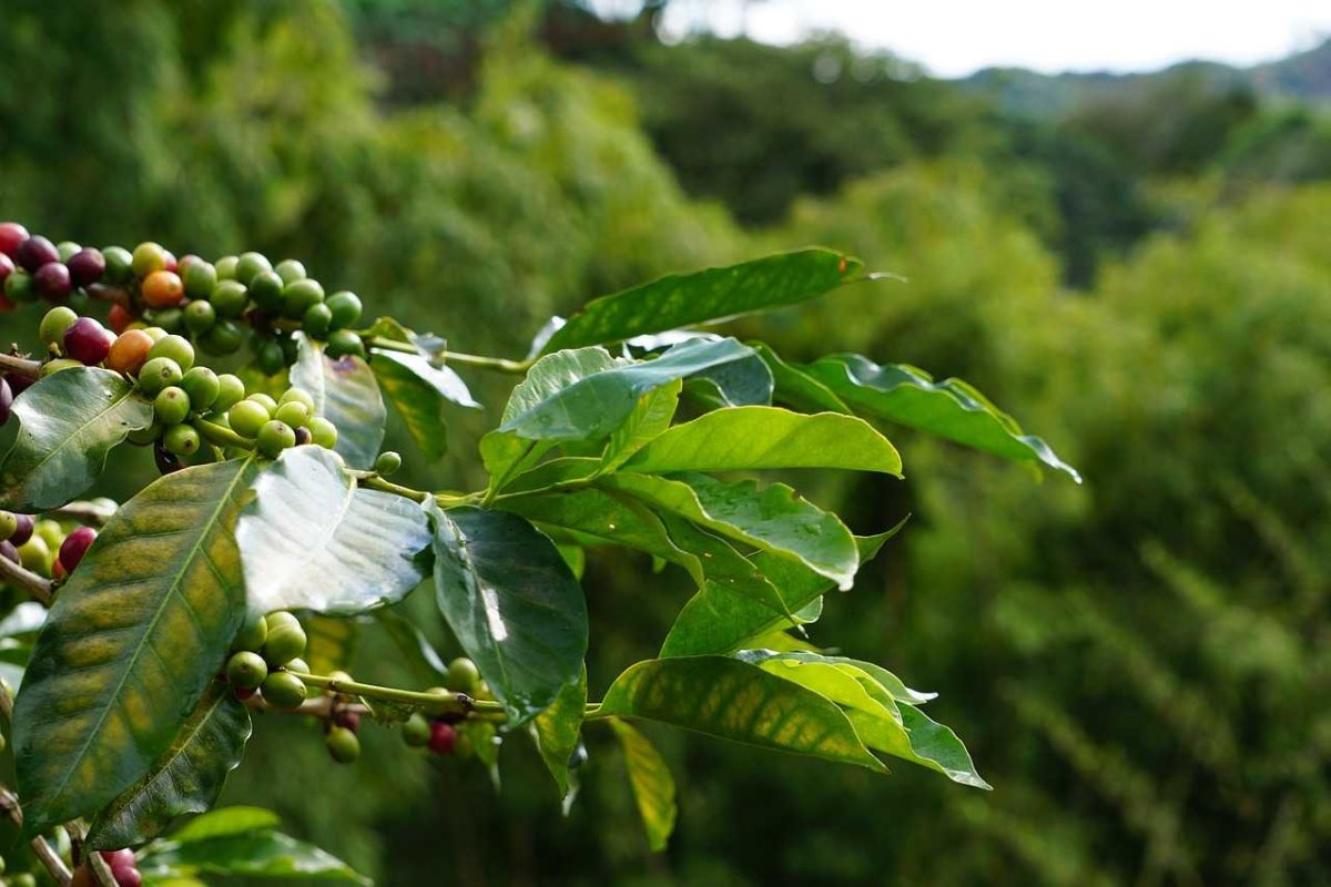 Coffea Arabica дерево
