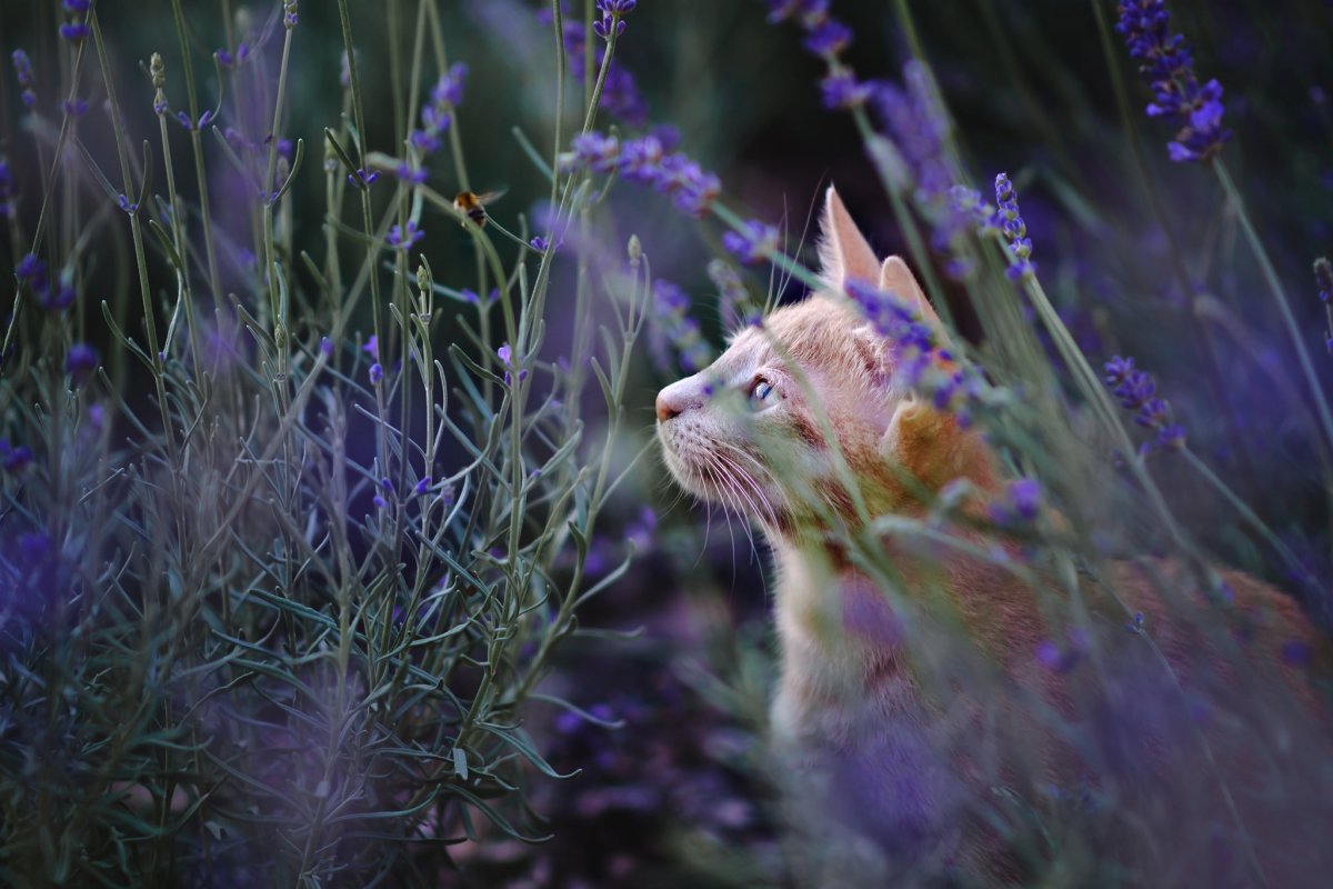 Коты Воители Лаванда