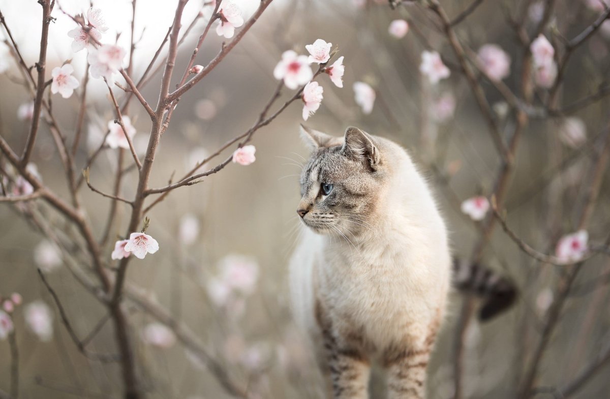 Весна и котики